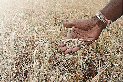 விவசாயிகளின் கைக்கு வராத பயிர் காப்பீடுத் தொகை﻿: தாமதத்துக்கு காரணம் அரசா? ஐசிஐசிஐ﻿ நிறுவனமா?﻿