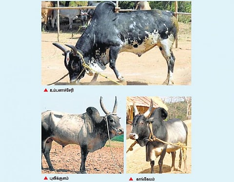 ஆராய்ச்சி நிலையம் அமையவிருப்பதால்﻿ புத்துயிர் பெறும் ஜல்லிக்கட்டு விளையாட்டு காளைகள்﻿: நாட்டின மாடுகள் அதிகரிக்க வாய்ப்பு﻿