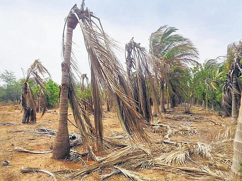 திண்டுக்கல் மாவட்டத்தில்﻿﻿ வறட்சியின் தாக்கம் அதிகரிப்பால் அழிந்துவரும் தென்னந்தோப்புகள்﻿: இதுவரை 20 லட்சம் மரங்கள் காய்ந்தன﻿﻿