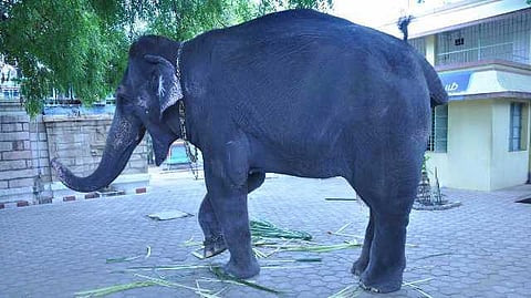 கல்யாணியை கவனிக்க ஆளில்லையா?- பேரூர் பட்டீஸ்வரர் கோயில் யானை விவகார சர்ச்சை