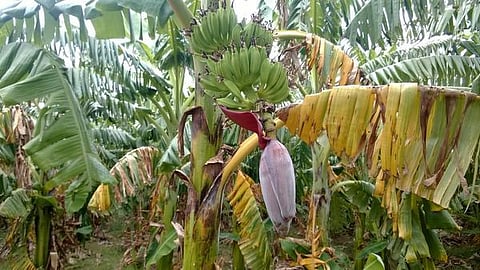 வாழை தோட்டங்களில் காஞ்சாரை நோய் தாக்குதல்