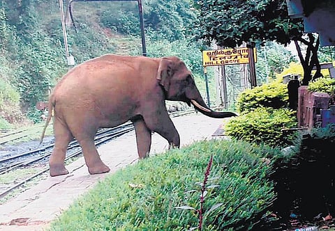 தூய நீரைத் தேடி﻿ ரயில்நிலையங்களை முற்றுகையிடும் யானைகள்﻿
