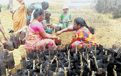 கொசுவை விரட்ட நொச்சி செடி﻿: தமிழகம் முழுவதும் வீடுகளுக்கு விநியோகிக்க திட்டம்﻿