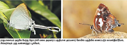 மேற்கு தொடர்ச்சி மலைப்பகுதியில் அரியவகை வண்ணத்துப் பூச்சிகள்: அடிவாரப் பகுதிக்கு இடம்பெயரத் தொடங்கின