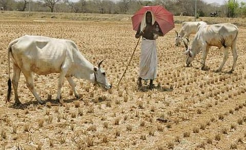 பருவநிலை மாற்றத்தையும் விவசாயிகள் தற்கொலையையும் இணைக்கிறது புதிய ஆய்வு