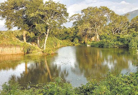 முதுமலை புலிகள் காப்பகப் பகுதியில்﻿ தூர்வாரப்பட்ட குளங்களில் நிரம்பும் நீர்﻿