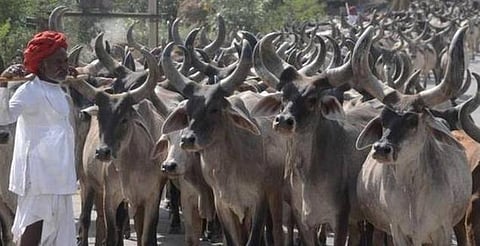 கோமாதாவுடன் ஒரு செல்பி: இதுக்கும் வந்தாச்சு மொபைல் ஆப்