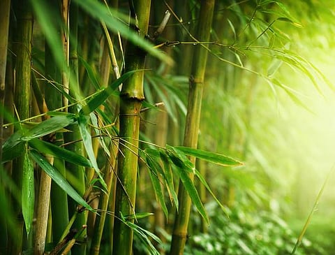 வலைப்பூ: ஆழத்தில் வேர் விடுங்கள்