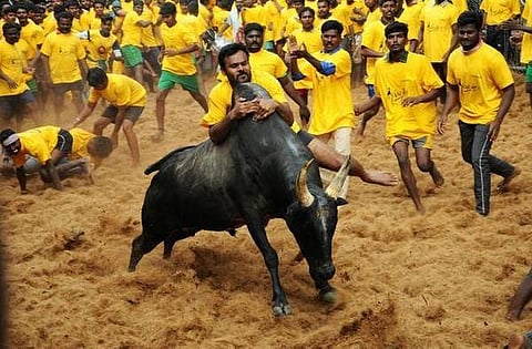 புதுக்கோட்டையில் ஜல்லிக்கட்டை வேடிக்கை பார்த்தவர் காளை முட்டி பலி