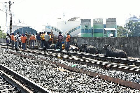 பறக்கும் ரயிலில் அடிபட்டு பரிதாபமாக பலியான 2 எருமைகள்; மேலும் 4 எருமைகள் கவலைக்கிடம்