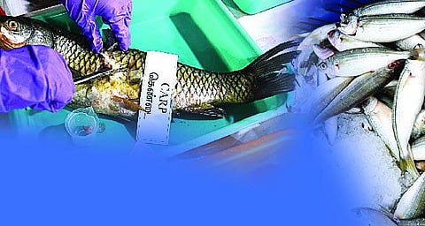 மீன்களில் பார்மாலின்: பேசப்பட வேண்டிய உண்மைகள்!