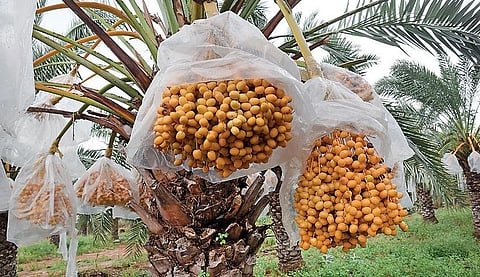 தமிழ்நாட்டிலும் விளையும் பேரீச்சை
