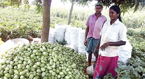 வானவில் பெண்கள்: சாதிக்கவைத்த இயற்கை விவசாயம்!