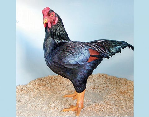 சேவல் கொடி 06: திராவிட இனச் சேவல்