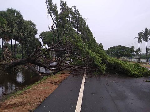‘கஜா’ புயல் - தஞ்சை, திருவாரூர், நாகை மாவட்டங்களில் ஆயிரக்கணக்கான மரங்கள் வேரோடு சாய்ந்தன