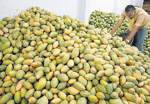 மாம்பழ உற்பத்தியில் இழப்பைத் தவிர்க்கும் ஆலோசனைகள்