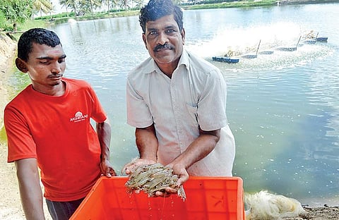 மறுவாழ்வு கொடுத்த உவர்நீர் உயிர்கள்!