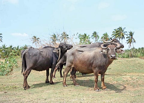 அருமையான எருமை மாடுகள்