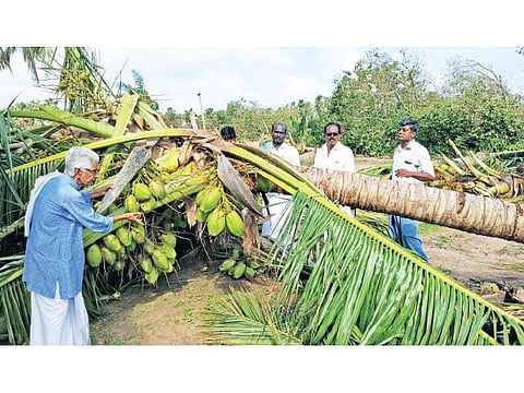 புயல் தாக்குதலில் பேரழிவை சந்தித்துள்ள தென்னை விவசாயிகளுக்கு உரிய இழப்பீடு: மன்னார்குடி எஸ்.ரெங்கநாதன் வலியுறுத்தல்