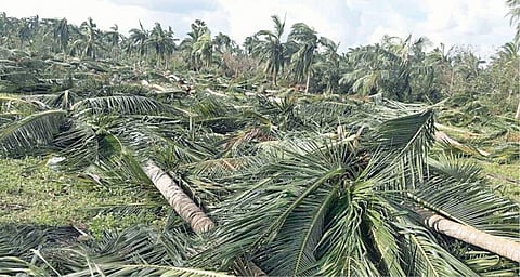 தென்னை, மா, பலா மரங்கள் முழுவதும் நாசமானதால் விவசாயிகள் விரக்தி﻿