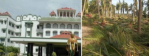சேதமடைந்த தென்னை மரத்துக்கு தலா 50 ஆயிரம் ரூபாய் வழங்ககோரி வழக்கு; தமிழக அரசு பதிலளிக்க உயர் நீதிமன்றம் உத்தரவு