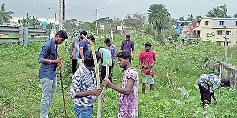 புயலின்போது விழுந்த﻿மரங்களை மீண்டும் வளர்த்தெடுக்க என்ன செய்ய வேண்டும்: தன்னார்வ அமைப்பு அறிவுரை﻿