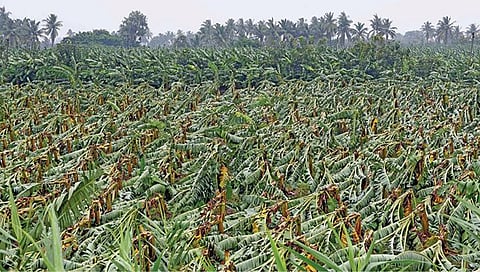 மாணவர்கள் களமிறங்கினால் வாழையை காப்பாற்றலாம்﻿: ﻿வேளாண் விஞ்ஞானி பரசுராமன் யோசனை﻿