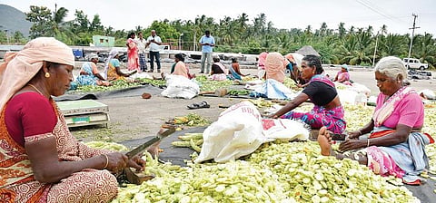 முகங்கள்: வற்றலால் வளருது வருமானம்