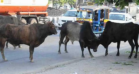 காளை மாடுகள் வேண்டாம்: பசு கன்று மட்டும் பிறக்க வைக்க உ.பி. அரசு புதிய திட்டம்