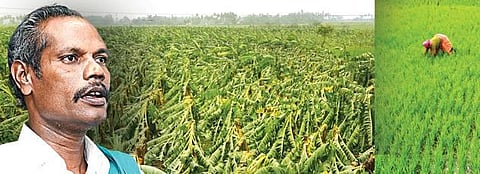 நெட்டிசன் நோட்ஸ்:  நெல் ஜெயராமன் மரணம் - மனித சமூகத்துக்கான இழப்பு