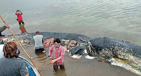 பிளாஸ்டிக் கொல்லும் கடல் உயிரினங்கள்