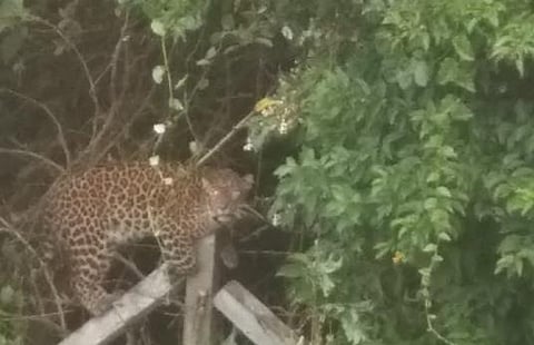 குன்னூரில் கம்பி வேலியில் சிக்கித் தவித்த சிறுத்தை: பொதுமக்கள் கூடியதால் கம்பியை பிய்த்துக்கொண்டு ஒட்டம்