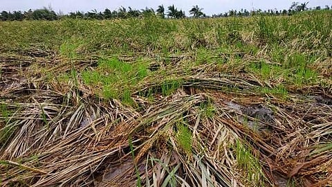 32 ஆயிரம் ஏக்கரில் நீரின்றி கருகும் நெற்பயிர்கள்: திருவாரூர் மாவட்ட விவசாயிகள் கவலை