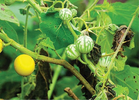மூலிகையே மருந்து 36: ﻿﻿﻿நோய்களைக் கொய்யும் ‘கத்திரி!’﻿