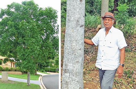 விவசாயிகளுக்கு கைகொடுக்கும் ஆப்பிரிக்கா மகோகனி! - நம்பிக்கையூட்டுகிறார் 
ஈரோடு விவசாயி