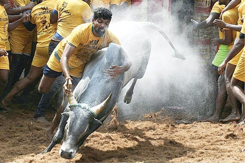 விராலிமலையில் நடந்ததும்... அலங்காநல்லூரில் நடக்காததும்...﻿ ﻿காலத்துக்கு ஏற்ப ஜல்லிக்கட்டு நவீனப்படுத்தப்படுமா?﻿