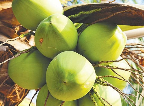 குறிப்புகள் பலவிதம்: இளநரை போக்கும் மாவிலை