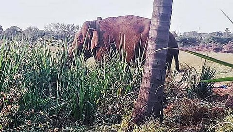 காட்டுக்குள் செல்ல மறுக்கும் சின்னதம்பி: கால்நடை மருத்துவர்கள், வனத்துறையினர் சொல்வது என்ன?