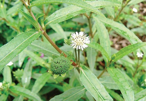மூலிகையே மருந்து 46: உடம்பை இரும்பாக்கும் கரிசாலை