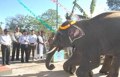 தெப்பக்காடு யானைகளுக்கான நலவாழ்வு முகாம் தொடங்கியது