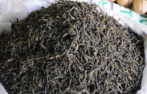 உடற்பருமன், பிற உடல் கோளாறுகளைச் சரி செய்யும் கிரீன் டீ : ஆய்வில் தகவல்