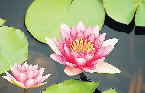 மாண்டூக்ய உபநிடதம்: ஒன்றென்றிருக்கும் ஓங்காரம்