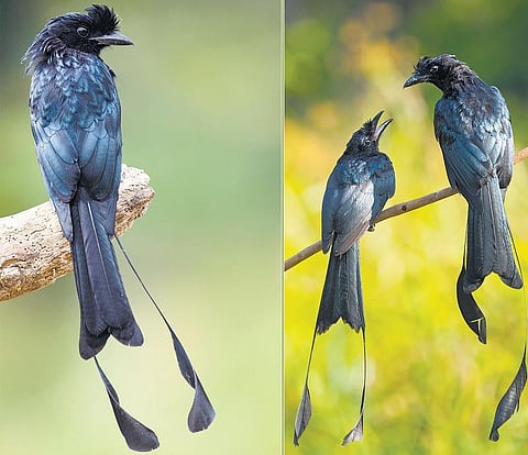 இயற்கையைத் தேடும் கண்கள் 34: பல குரல் பறவை