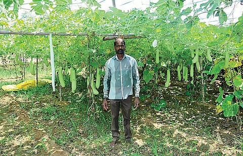 தின வருமானம் தரும் காய்கறிச் சாகுபடி