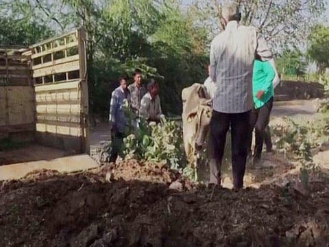 மாட்டுக்கு சொந்தக்காரர் யார்? - விநோத வழக்கினால் தடுமாறும் ஜோத்பூர் நீதிமன்றம்