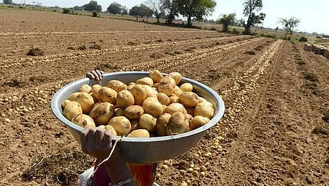 உருவாகும் இன்னொரு புதிய கவலை: உருளைக்கிழங்கு விவசாயிகள் மீது பெப்ஸி நிறுவனம் ரூ.1.05 கோடி கேட்டு வழக்கு- குமுறும்  விவசாயிகள்