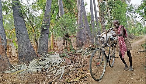 தள்ளாத வயதிலும் நம்பிக்கையுடன் நுங்கு வெட்டிப் பிழைப்பு; ﻿﻿தினமும் அயராது உழைக்கும் கொத்தமங்கலம் செல்லையா﻿﻿