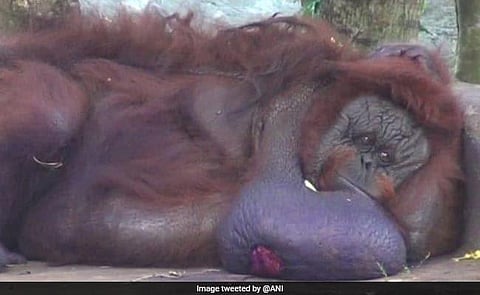 இந்தியாவின் ஒரே ஒரு ஒராங்குட்டன் குரங்கு மரணம்