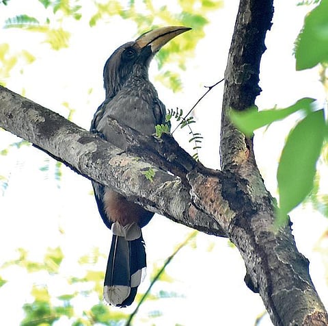 புதிய பறவை 04: இருவாச்சியின் இல்லம் கண்டேன்