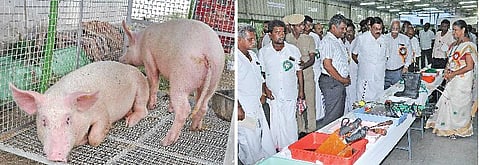 லாபம் தரும் வெண்பன்றி வளர்ப்பு
